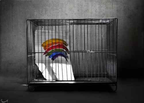 picture by bahareh bisheh